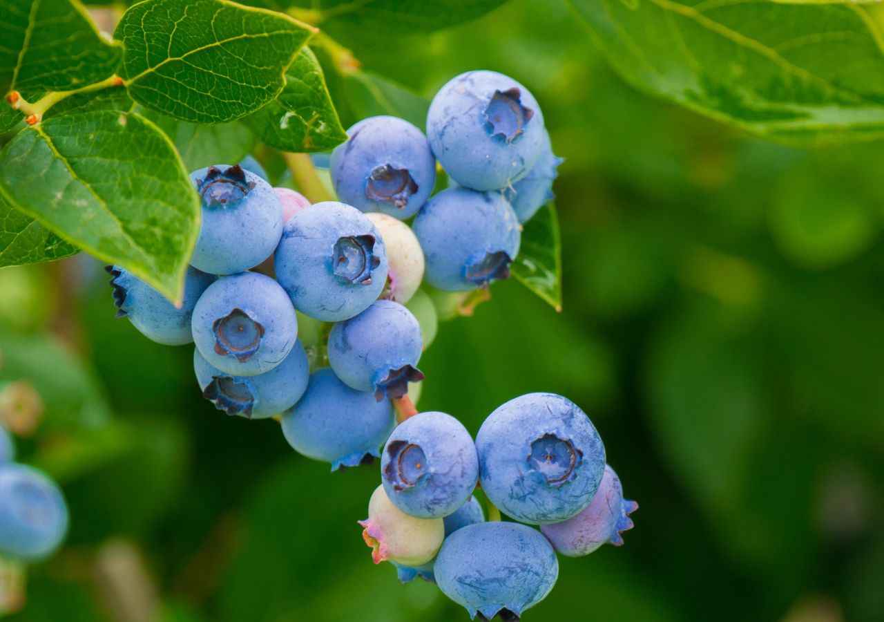 Gałązka borówki amerykańskiej pełna dojrzałych owoców