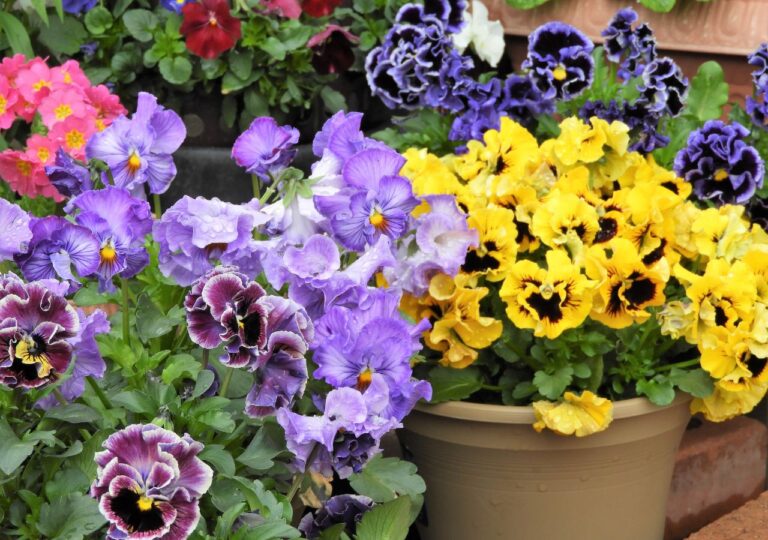 Bratki to jedne z najpopularniejszych kwiatów na wiosenne balkony