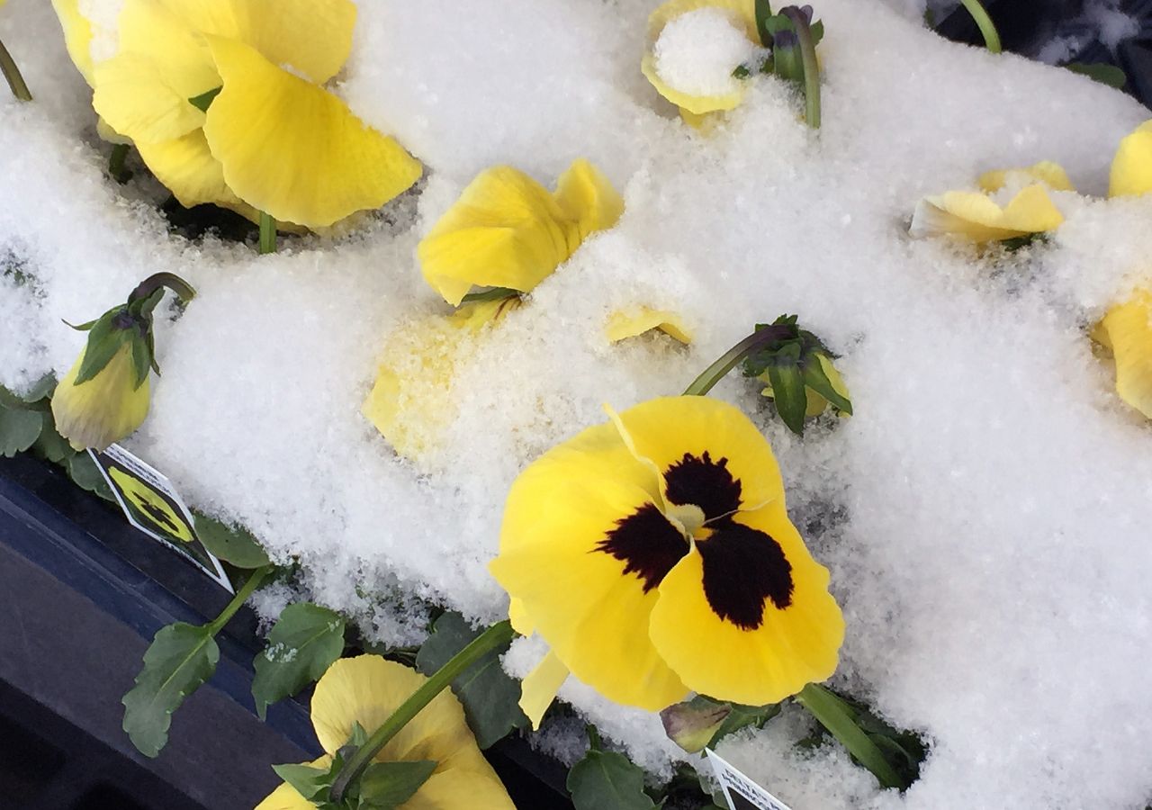 Czy śnieg jest problemem dla bratków?