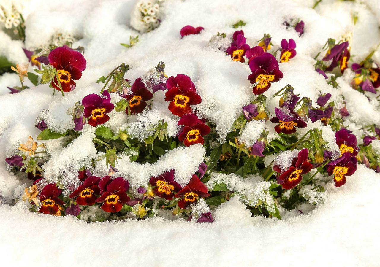 Bratki to wyjątkowo odporne rośliny, które dobrze znoszą niskie temperatury i śnieg