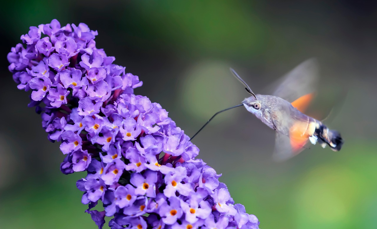 Ćma zawisak pobiera nektar z budlei