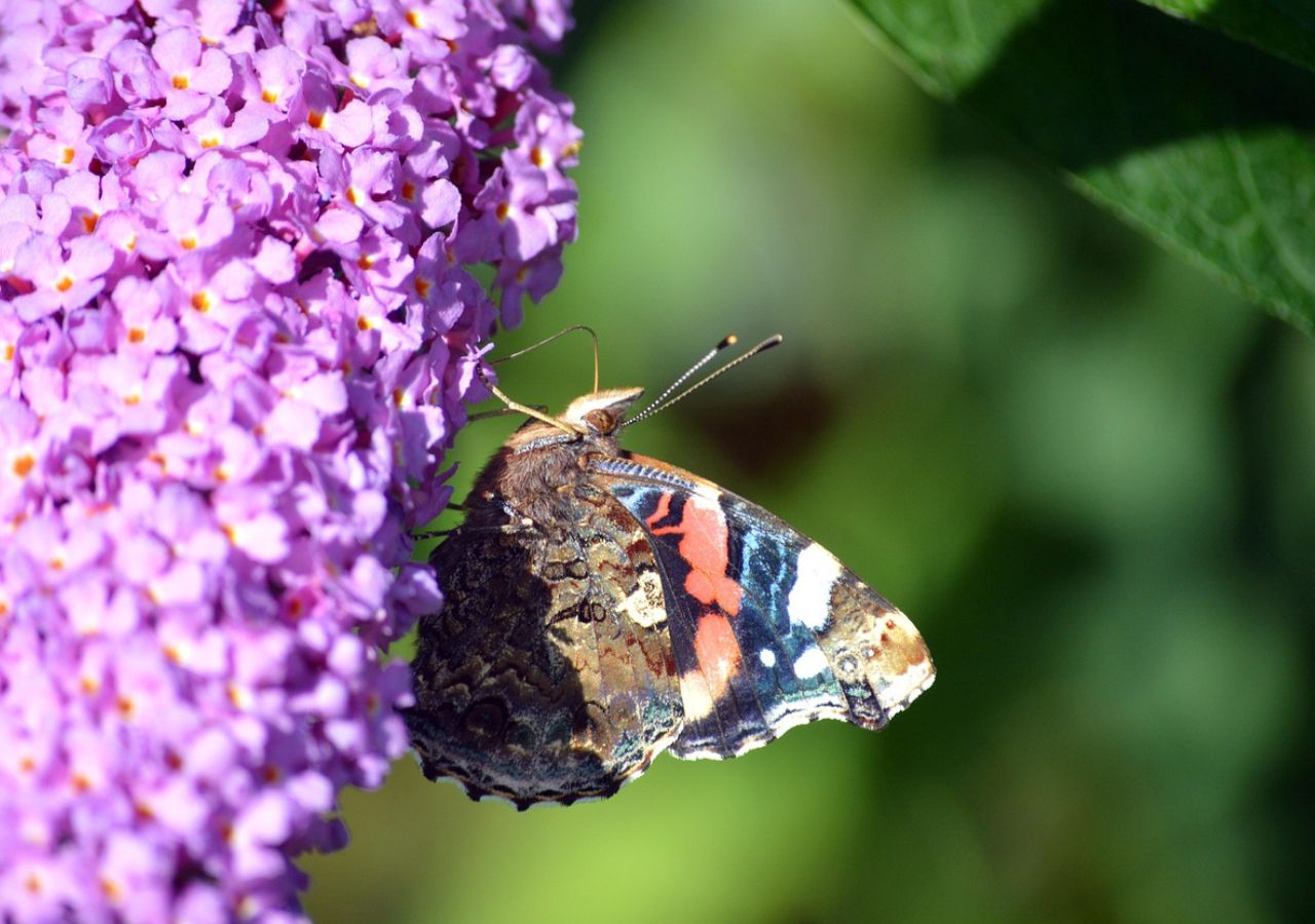Motyl na kwiatach budlei Dawida
