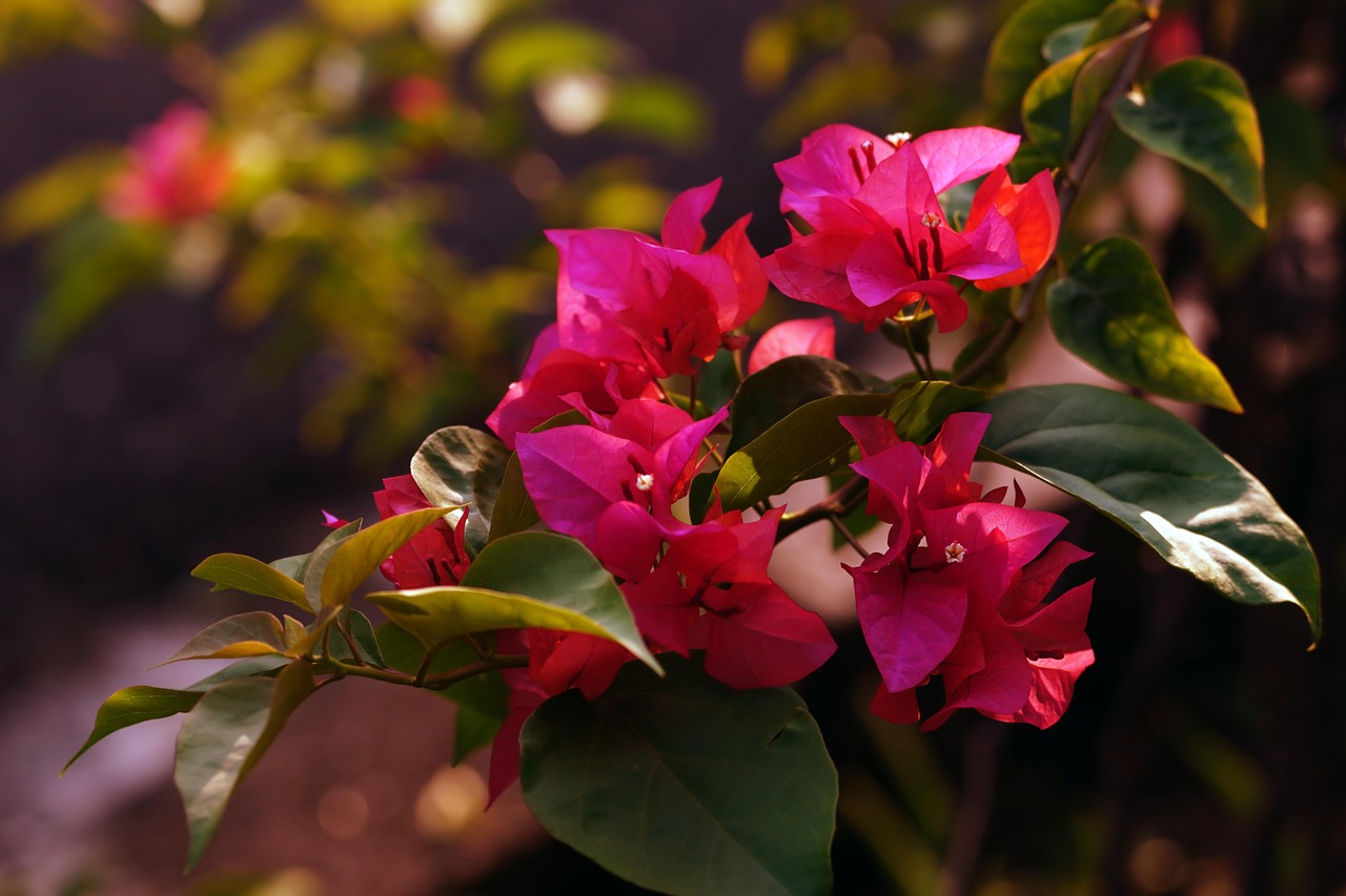 Bugenwilla olśniewa kolorami - zamieni nasz balkon w śródziemnomorski raj