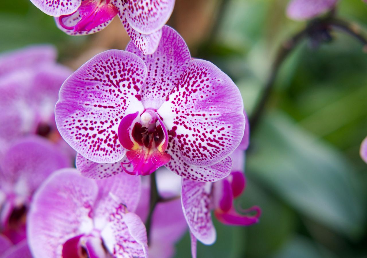 Kwitnący storczyk z rodzaju falenopsis. Dzięki właściwemu podlewaniu może wytwarzać kwiaty przez wiele miesięcy