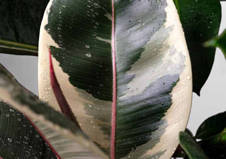 Liście fikusa sprężystego