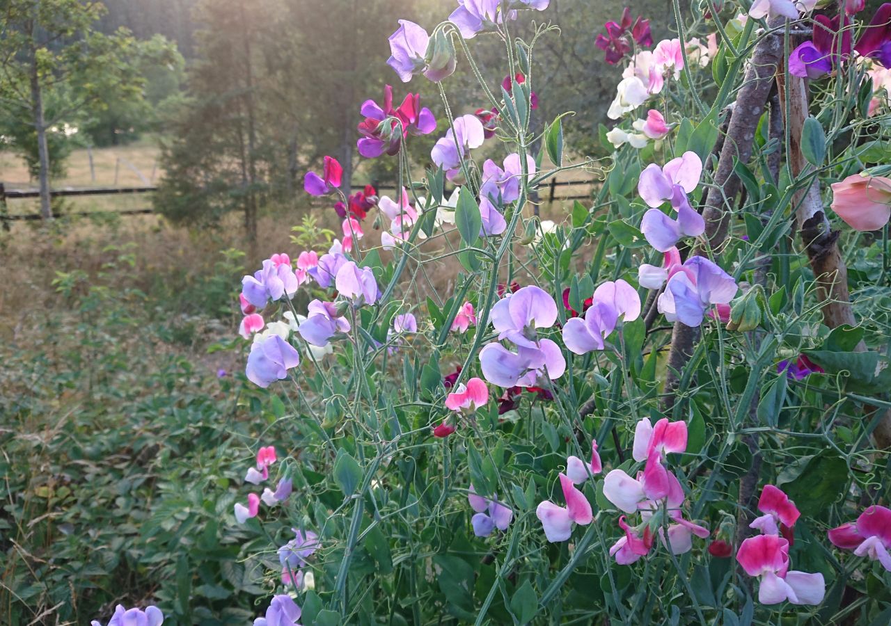 Przy odpowiedniej pielęgnacji groszek tworzy kwitnące ściany