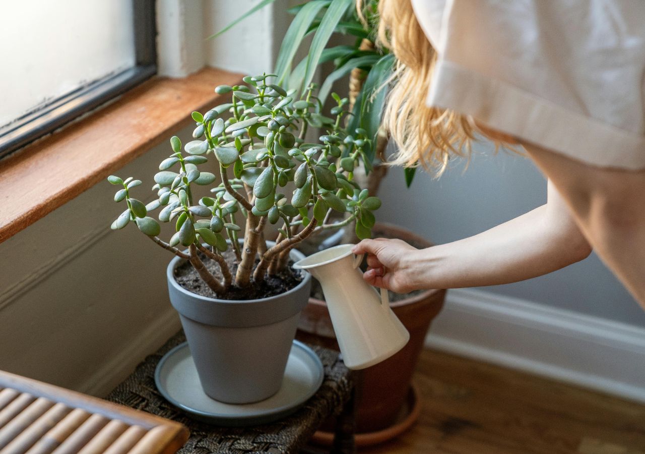 Grubosz i dracena ustawione przy kaloryferze