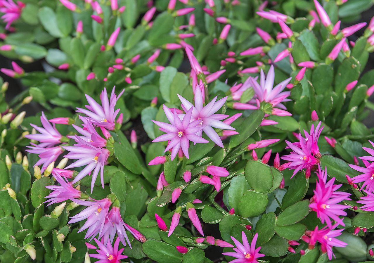 Kaktus wielkanocny (Hatiora gaertneri) jest nieco podobny do grudnika