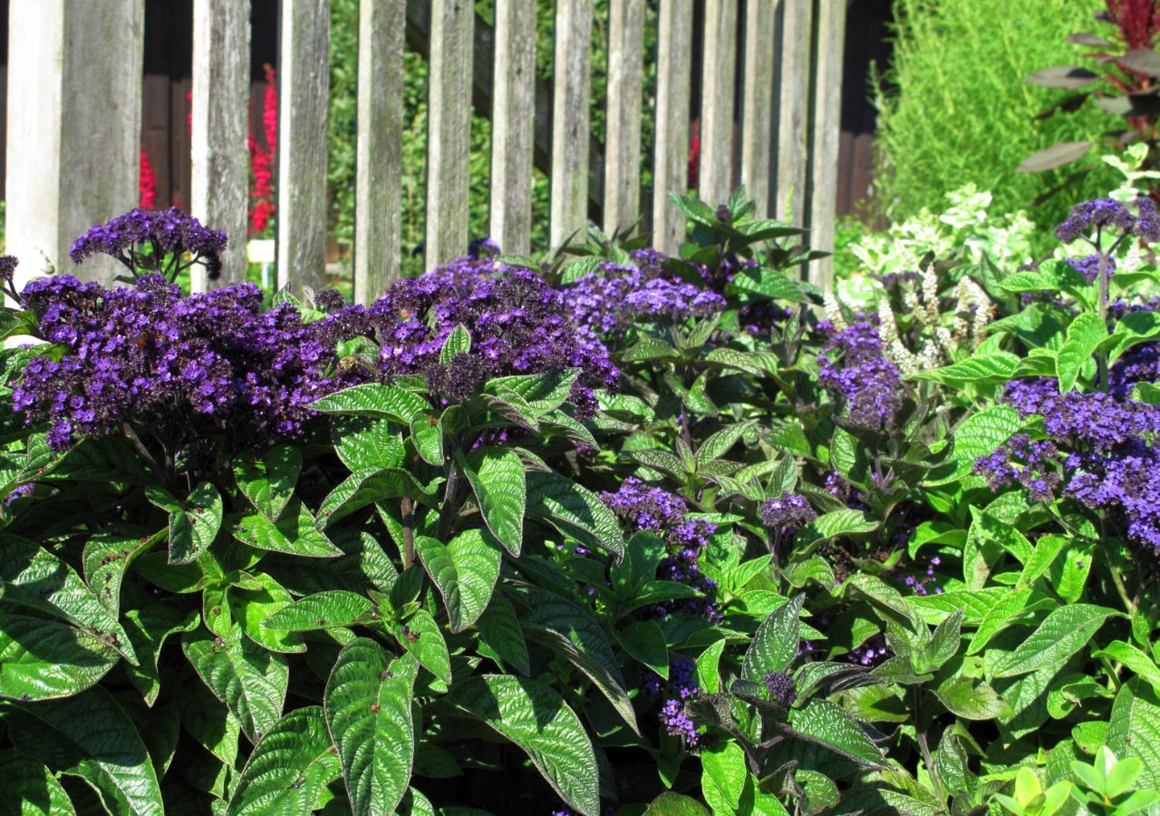 Heliotrop pięknie prezentuje się na słonecznych rabatach