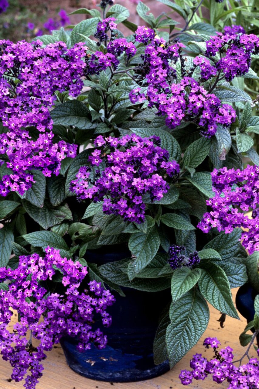 Heliotrop świetnie rośnie także w donicach - na balkonach i tarasach