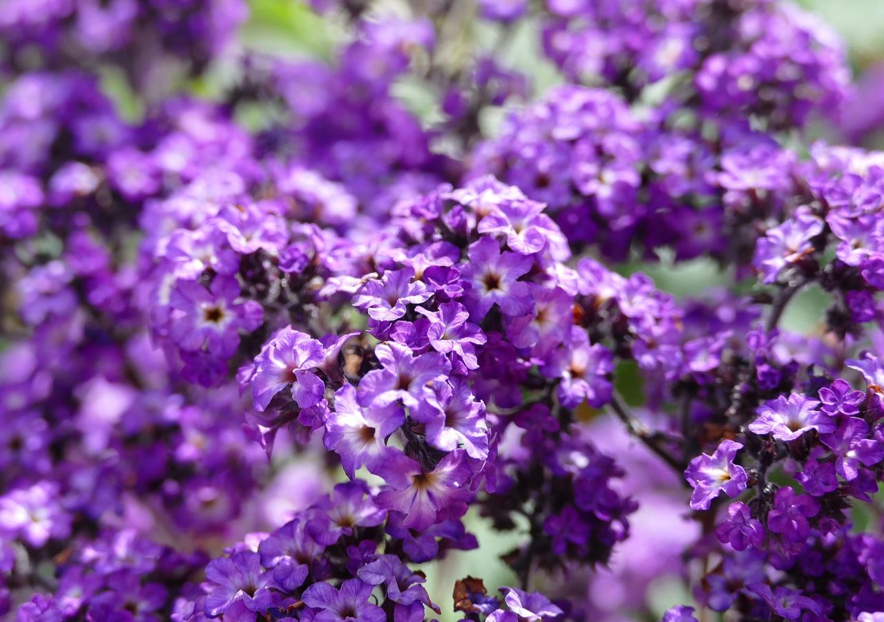 Heliotrop peruwiański nazywany jest czasami kwiatem wanilii, ze względu na swój wyjątkowy zapach