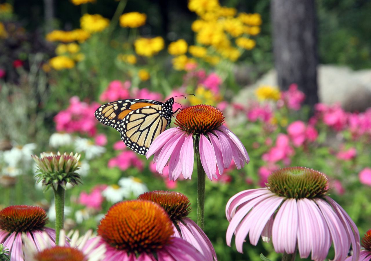 Jeżówki działają jak magnez na motyle