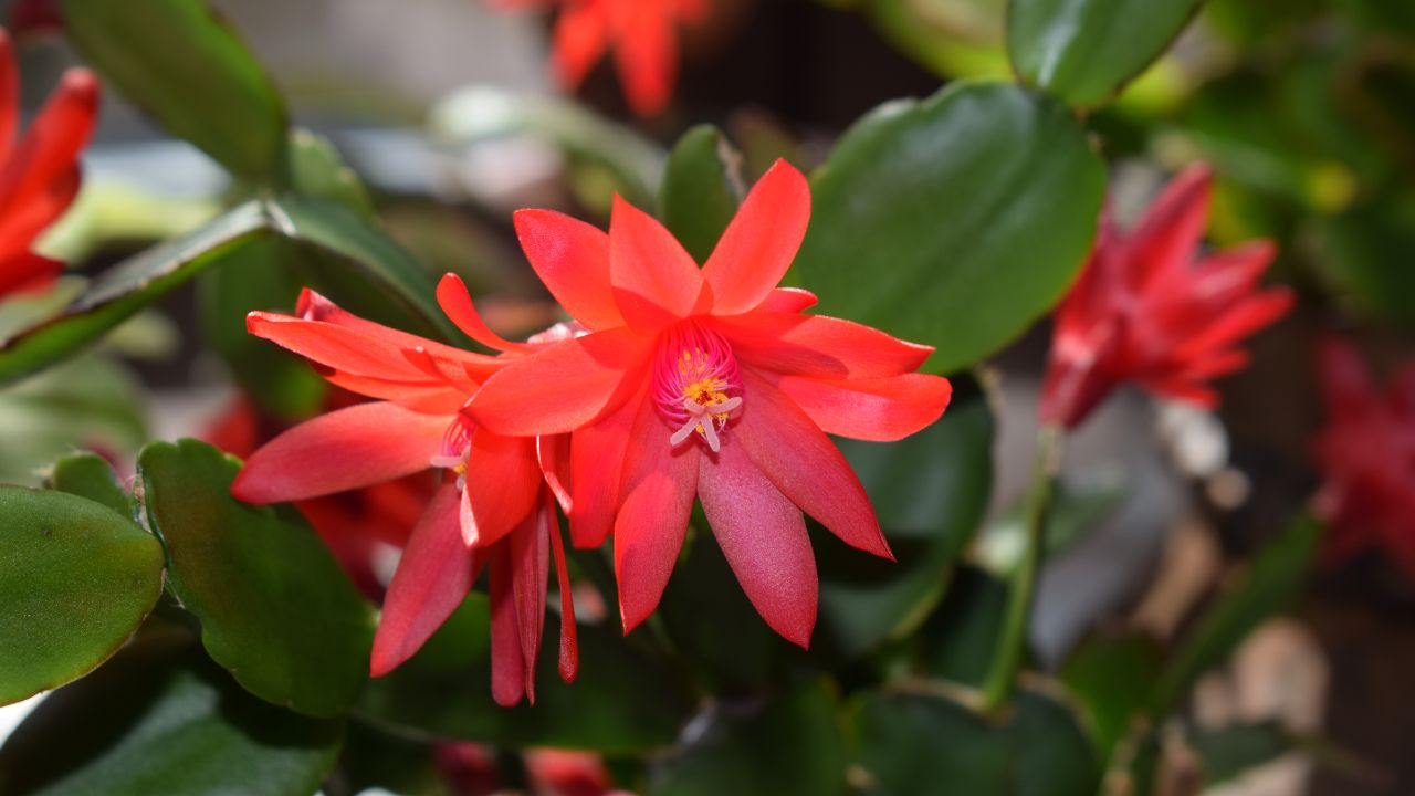 Kaktus wielkanocny obsypuje się kwiatami w kolorach od różu, przez czerwień i pomarańcz do śnieżniej bieli.