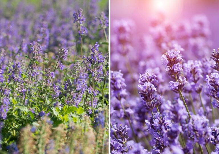 Kocimiętka i lawenda. Która roślina lepiej sprawdzi się w twoim ogrodzie?