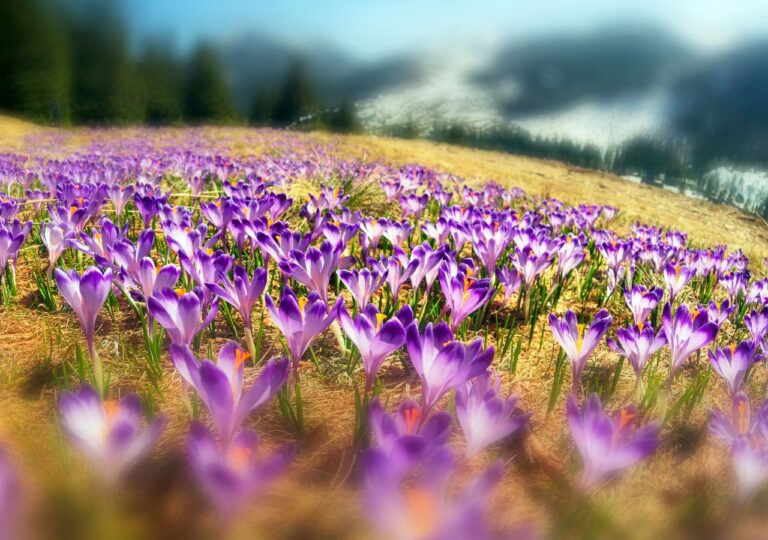 Krokusy, czyli szafran spiski, kwitnące wiosną w Tatrach