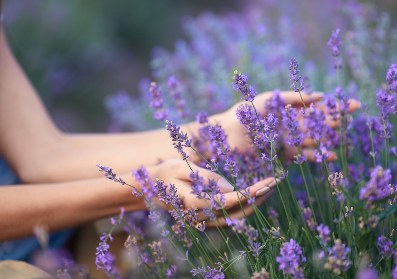 Przy odpowiedniej pielęgnacji kwitnącą lawendą możemy cieszyć się przez całe lato