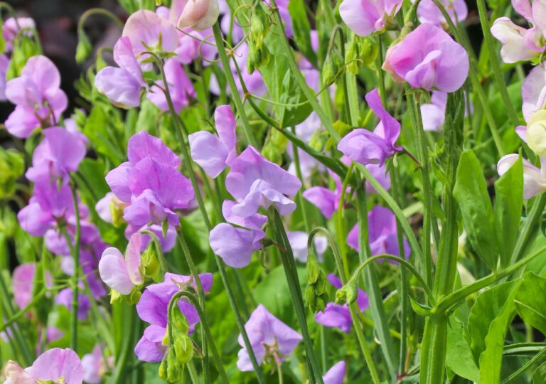 Groszek pachnący siejemy do gruntu wczesną wiosną
