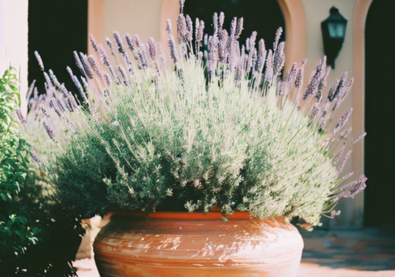 Lawenda doskonale kwitnie także w donicach