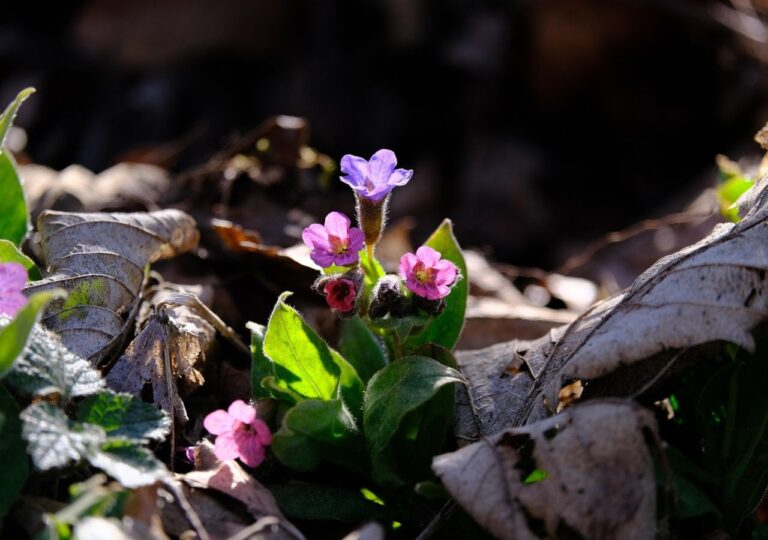 Miodunka zakwita jako jedna z pierwszych roślin w lasach / Fot. Pixabay.com