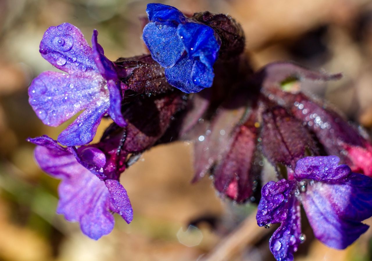 Miodunka nazywana jest także płucnikiem. Kolor jej kwiatów zmienia się z czasem