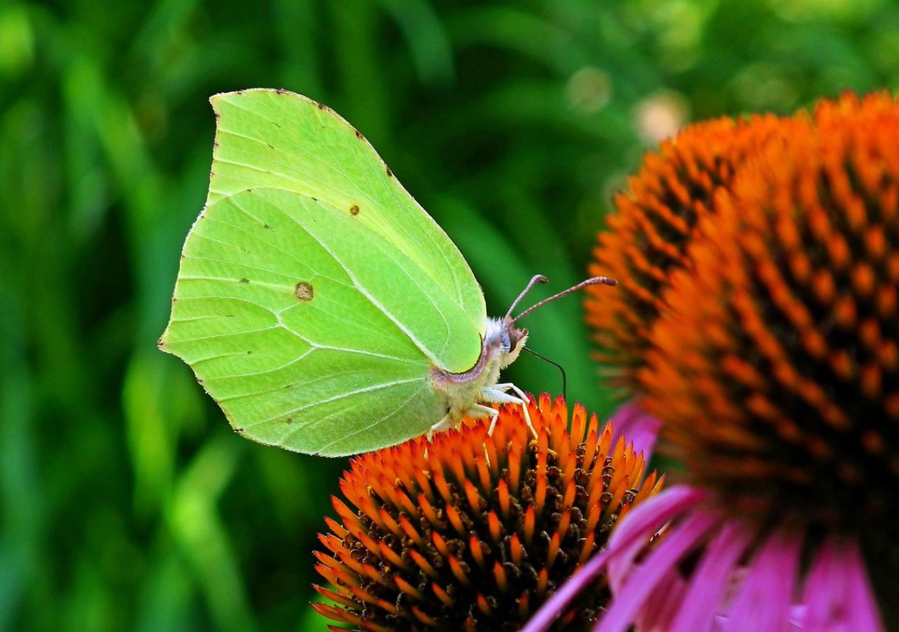 Motyle je kochają. Jeżówki przywabiają także inne zapylacze