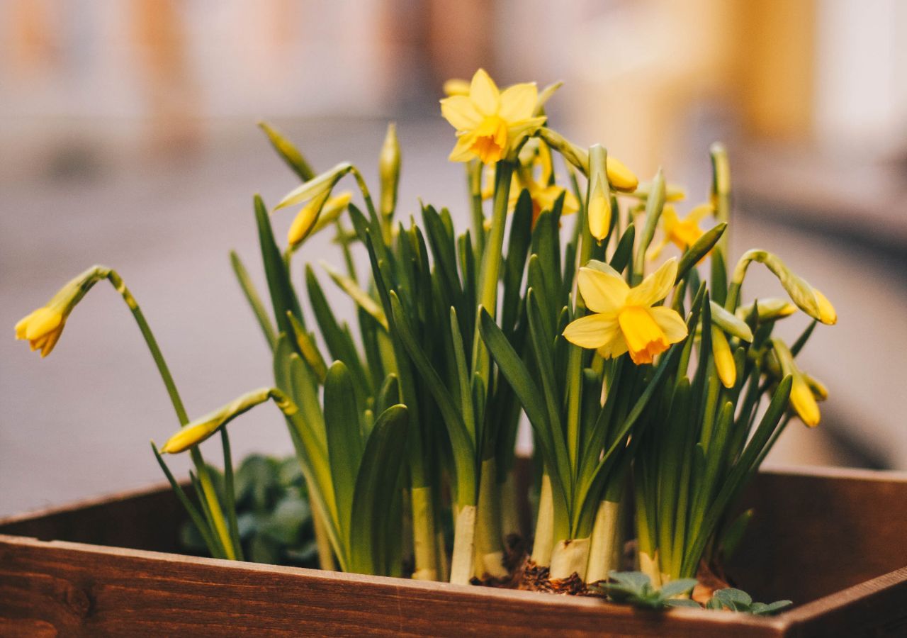 Donica z żonkilami, czyli narcyzami to piękna dekoracja wiosennego balkonu lub tarasu