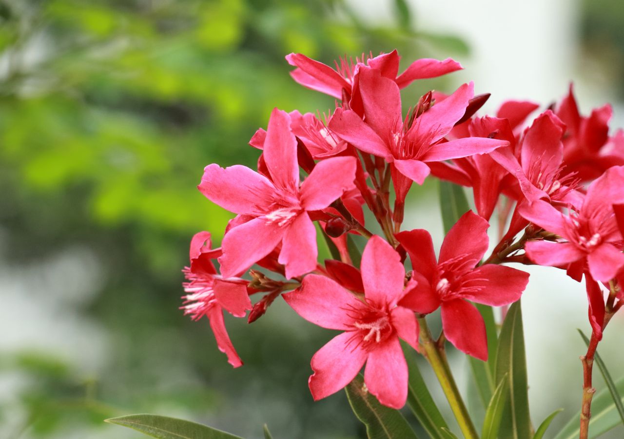 Oleander to roślina, która idealnie sprawdzi się na słonecznym balkonie