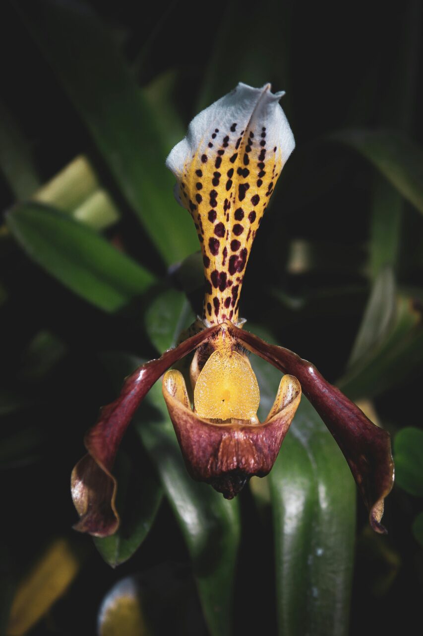 Kwiat sabotka w zbliżeniu