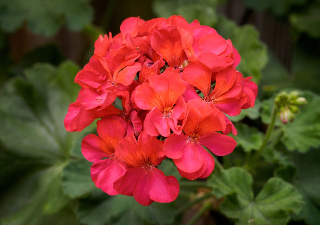 Kwitnąca pelargonia. Ze starej rośliny wiosną możemy pozyskać nowe sadzonki