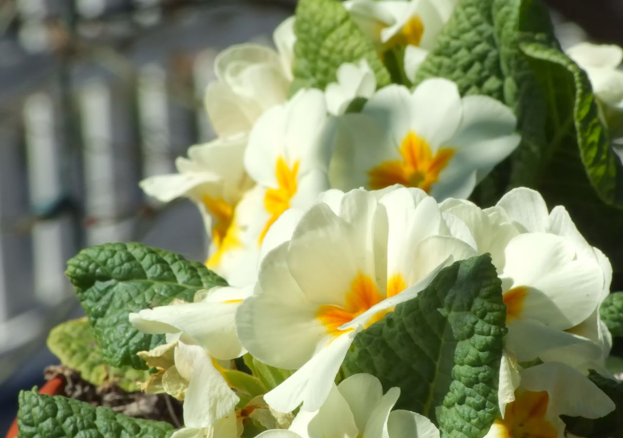 Pierwiosnki na balkonie dodadzą mu wyjątkowego uroku