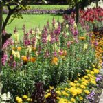 Kwitnąca rabata kwiatowa