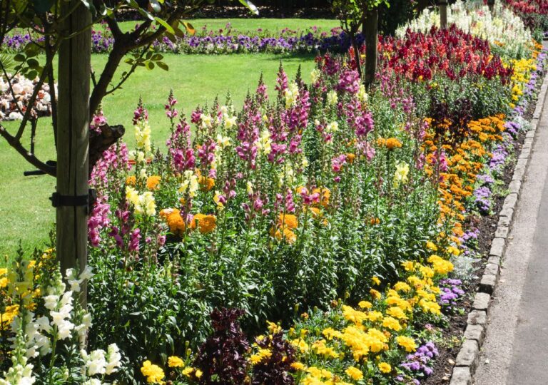 Kwitnąca rabata kwiatowa