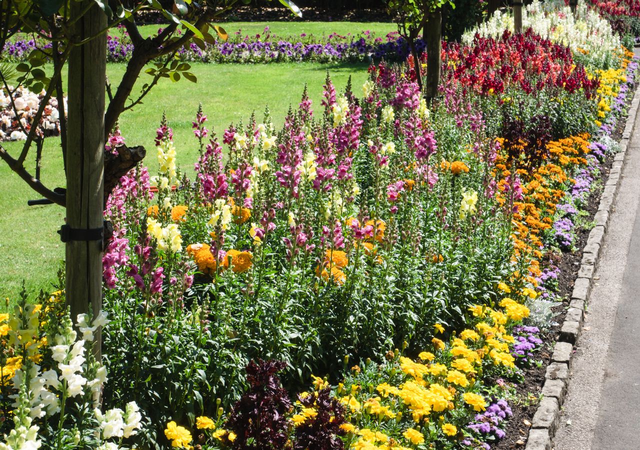 Kwitnąca rabata kwiatowa