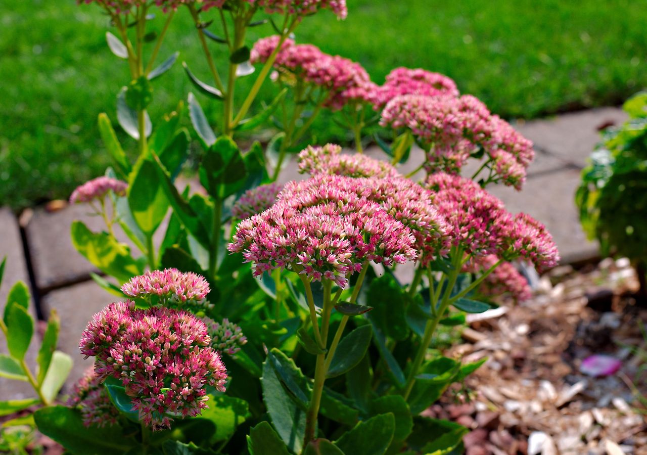Kwitnący rozchodnik okazały na rabacie