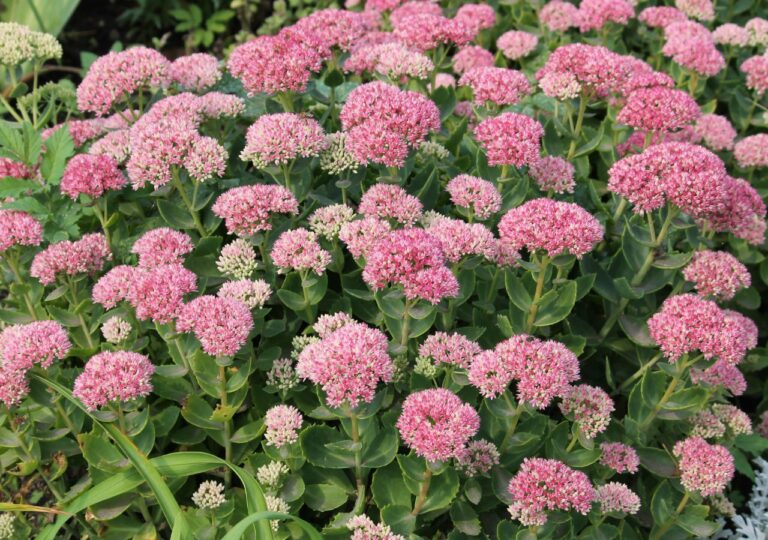 Rozchodnik okazały to doskonały wybór na słoneczne rabaty