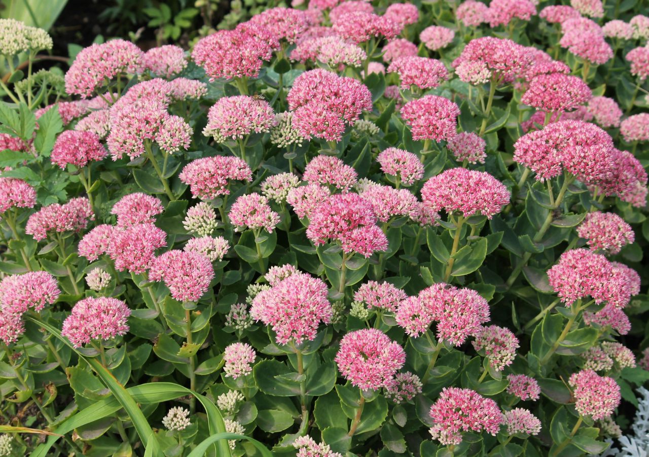 Rozchodnik okazały to doskonały wybór na słoneczne rabaty