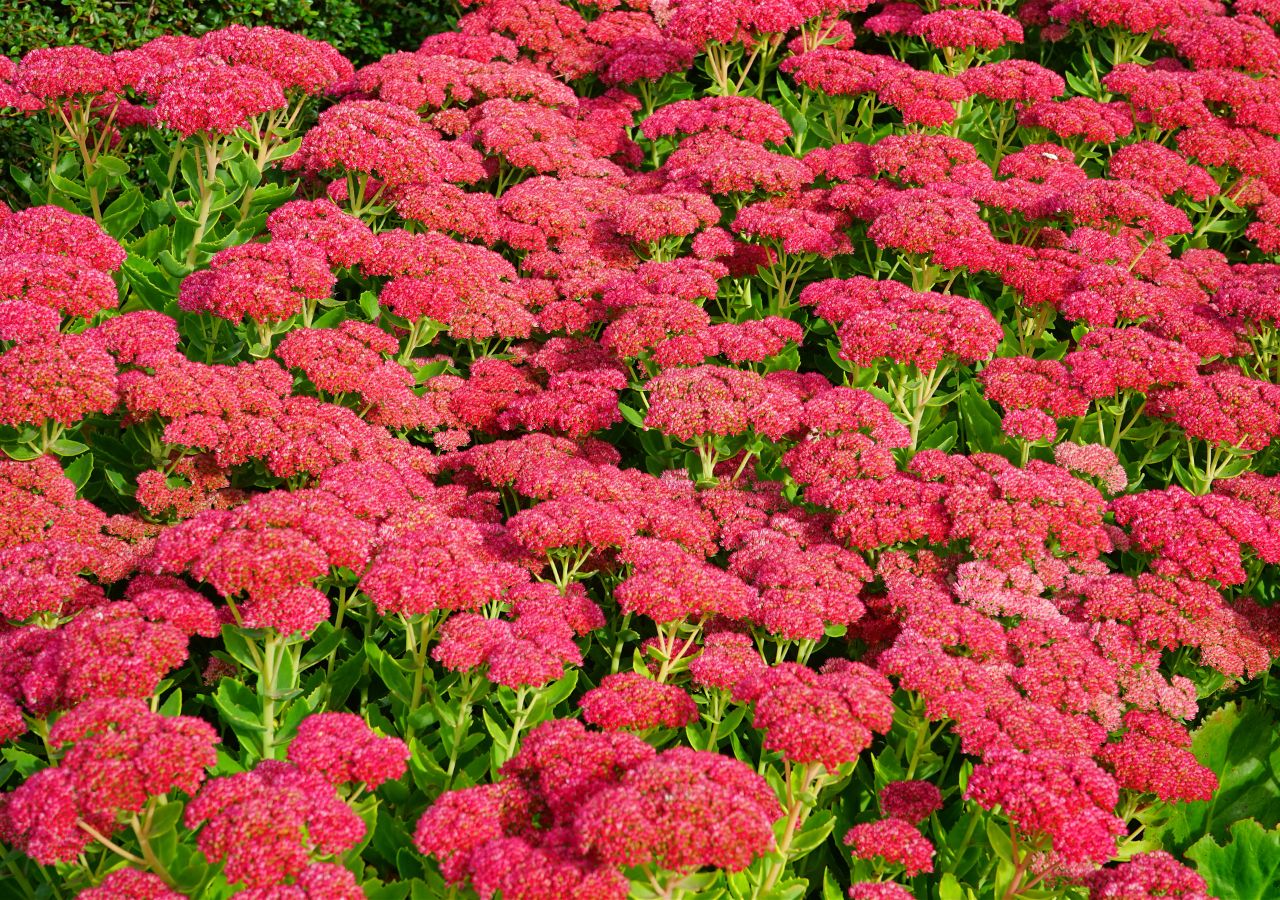 Rozchodniki to niezwykle wytrzymałe rośliny, które doskonale radzą sobie w pełnym słońcu