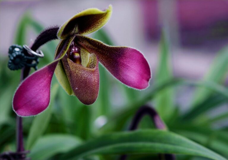 Paphiopedilum, czyli sabotek - piękny, ale wymagający
