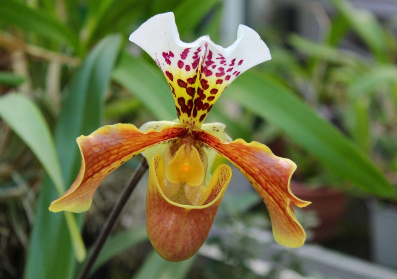 Sabotek, czyli storczyk Paphiopedilum