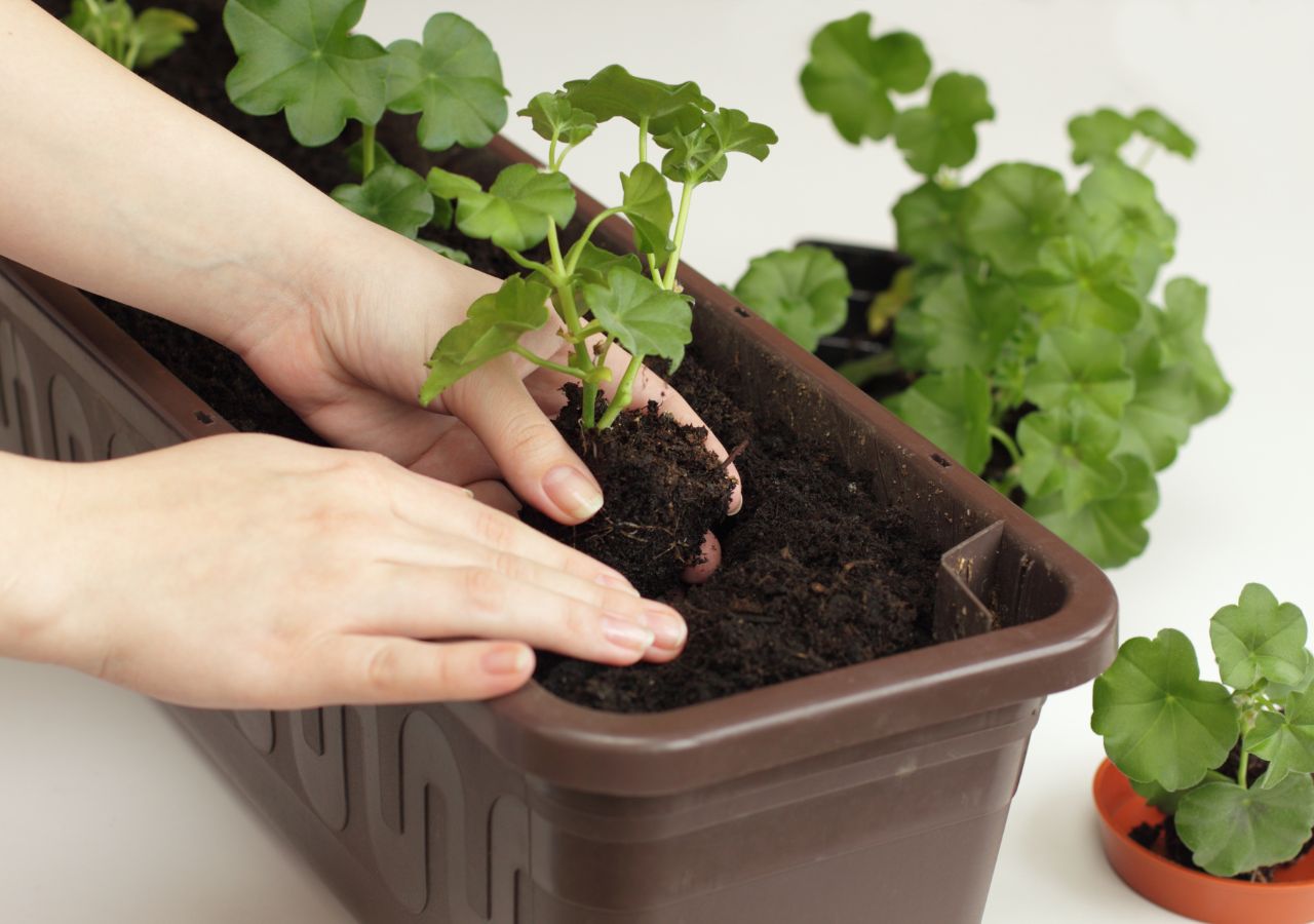 Sadzenie rozsad pelargonii do skrzynki