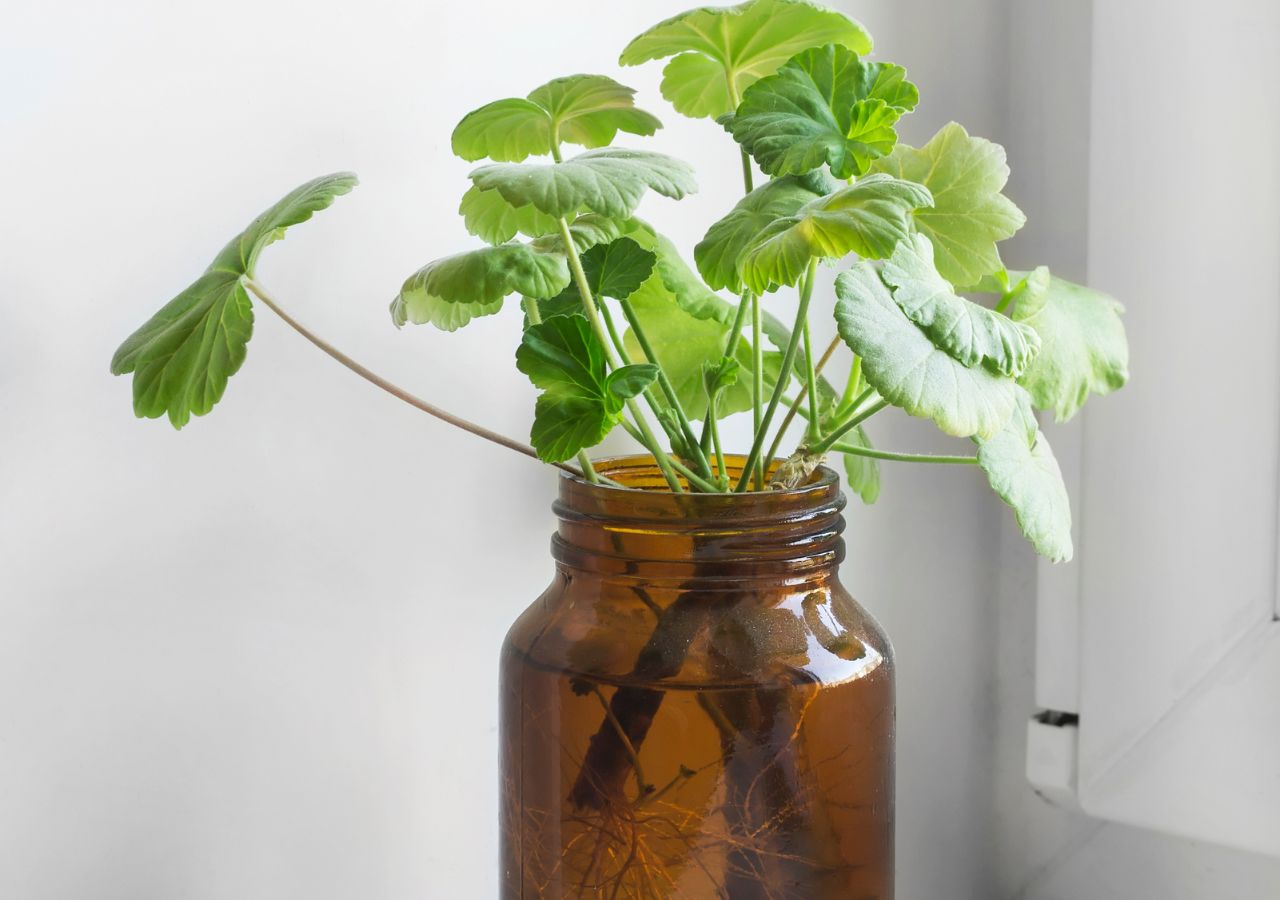 Ukorzenianie sadzonek pelargonii z łodyg w wodzie