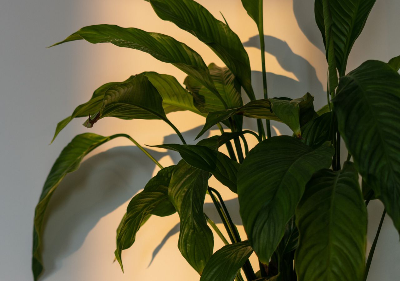 Dlaczego skrzydłokwiat nie kwitnie?