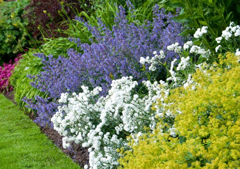 Słoneczna rabata. Jakie rośliny poradzą sobie w pełnym słońcu?