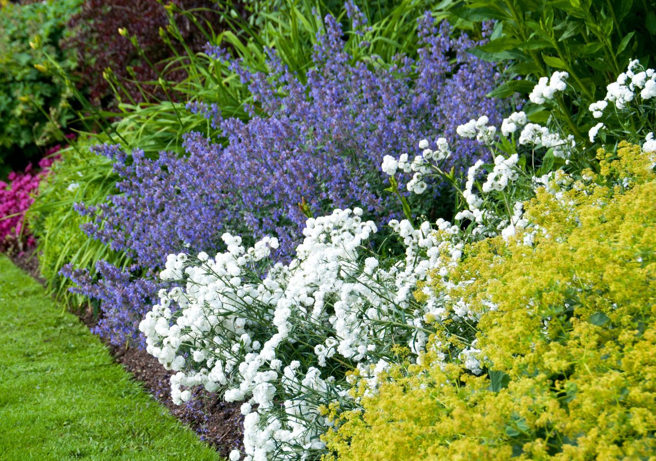 Słoneczna rabata. Jakie rośliny poradzą sobie w pełnym słońcu?