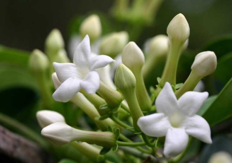 Stefanotis - egzotyczna piękność uwodząca aromatem