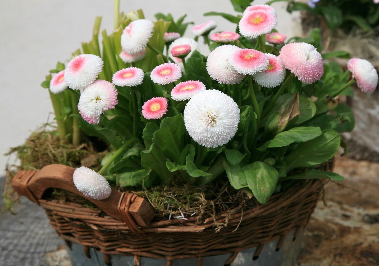 Stokrotki sprawiają wrażenie delikatnych. ale bardzo dobrze posadzą sobie w wiosennych donicach