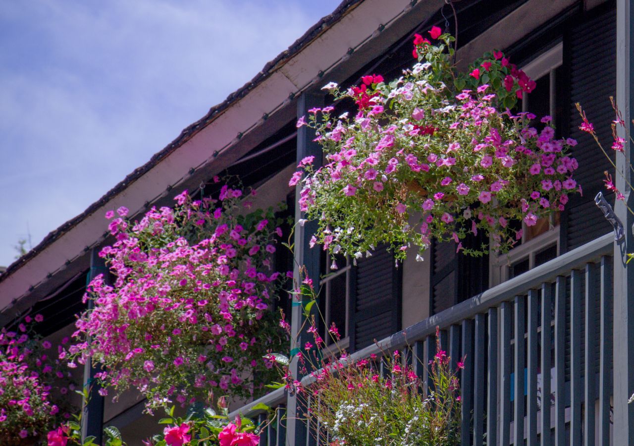 Kompozycje z surfiniami w wiszących doniczkach na balkonie