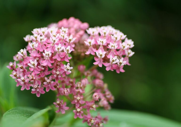 Trojeść krwista - pachnie wanilią i wabi motyle do ogrodu