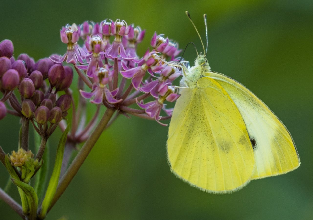 Dzięki słodkiemu nektarowi kwiaty trojeści są uwielbiane przez motyle