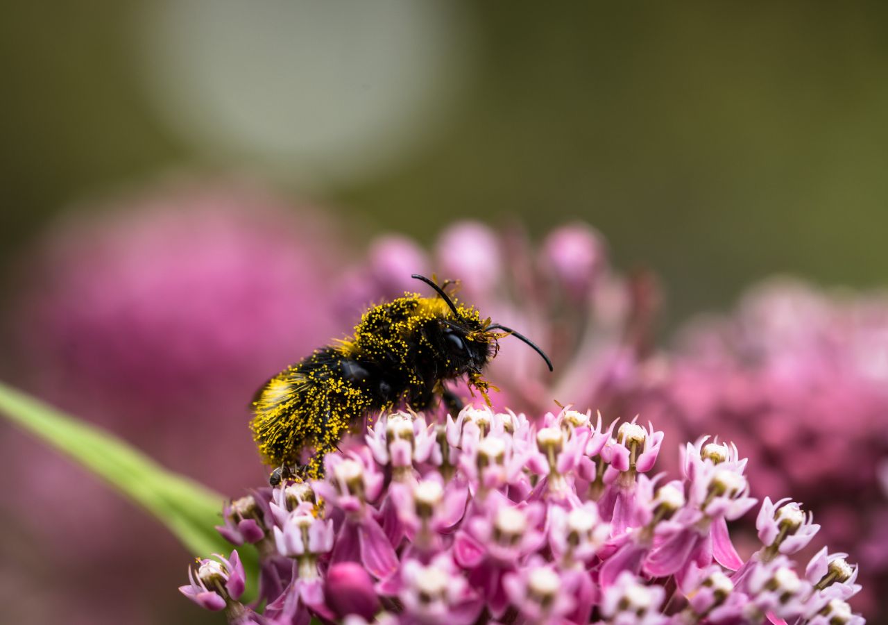 Trojeść krwista wabi nie tylko motyle, ale także inne zapylacze